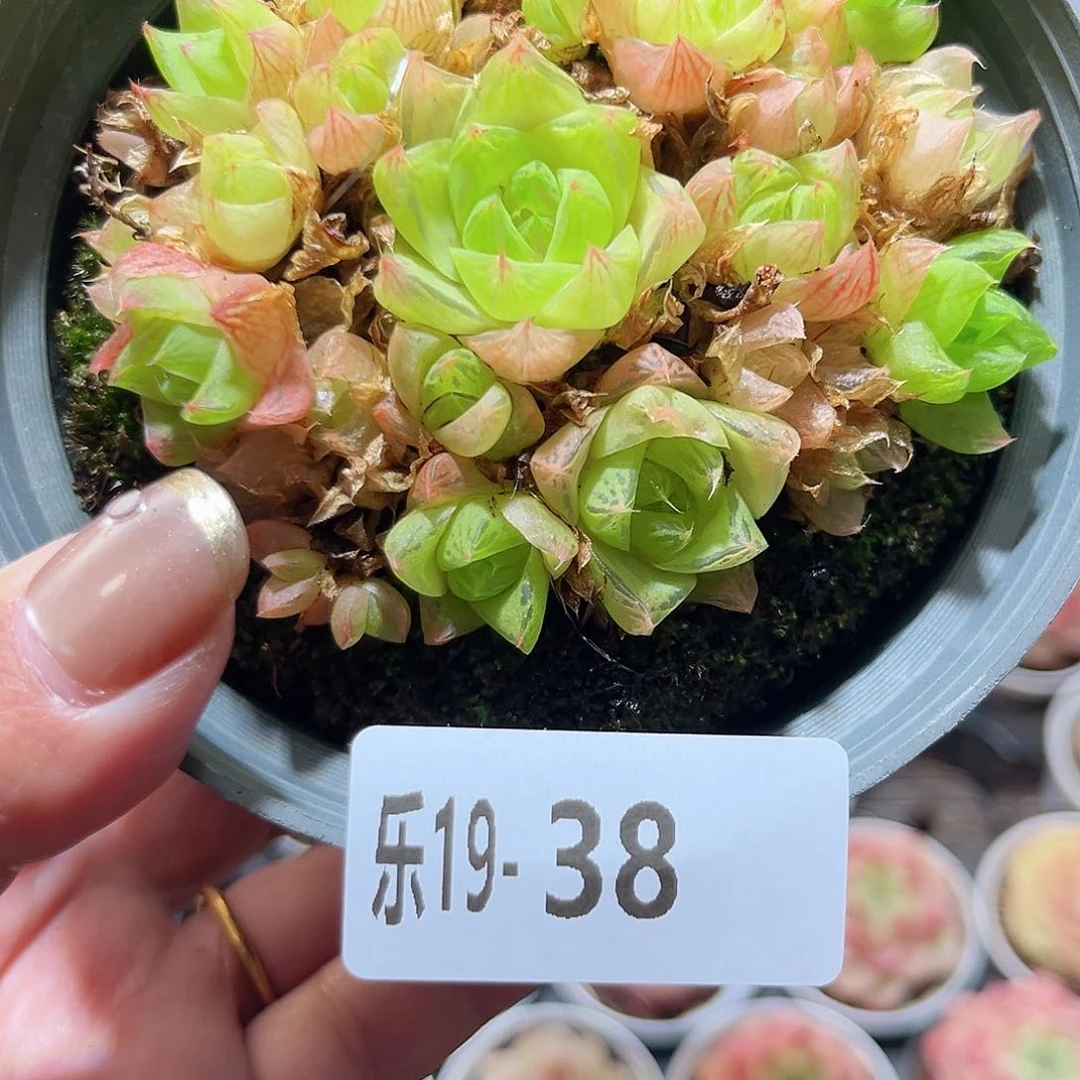 乐19-38 金之华群