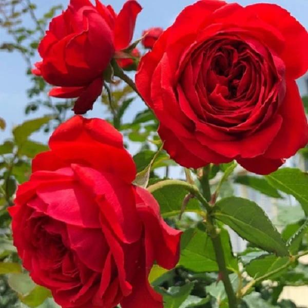 红苹果【中苗】 多季开灌木月季 花苗阳台玫瑰花盆栽花卉红色大花
