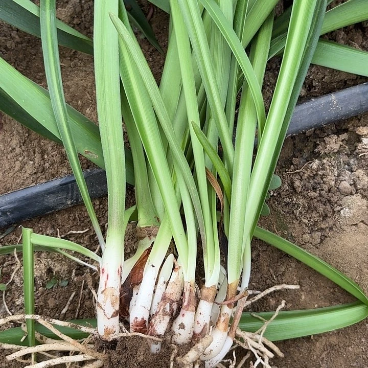 无花朵白鬼坨坨包对版四号