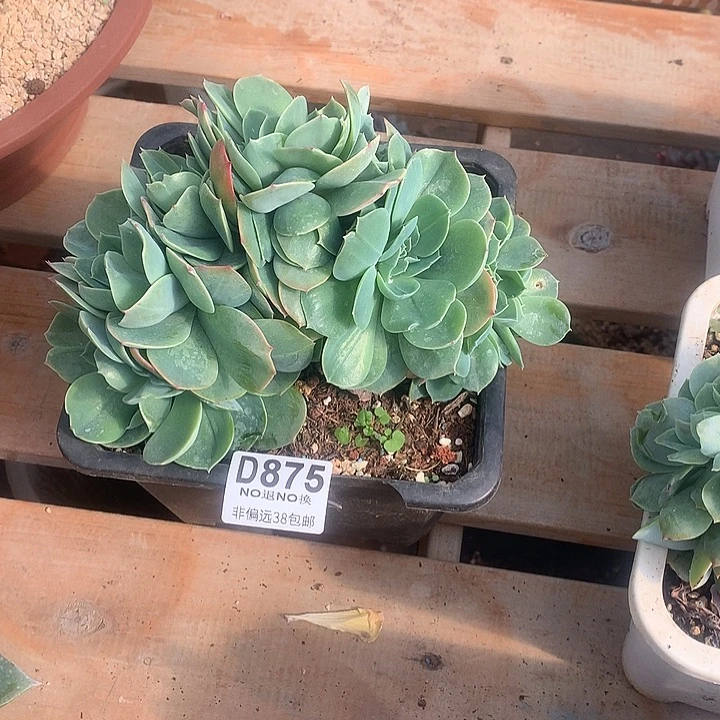 0***^杂交缀化 875 亏本处理 7-8天左右发货 玻璃心勿扰