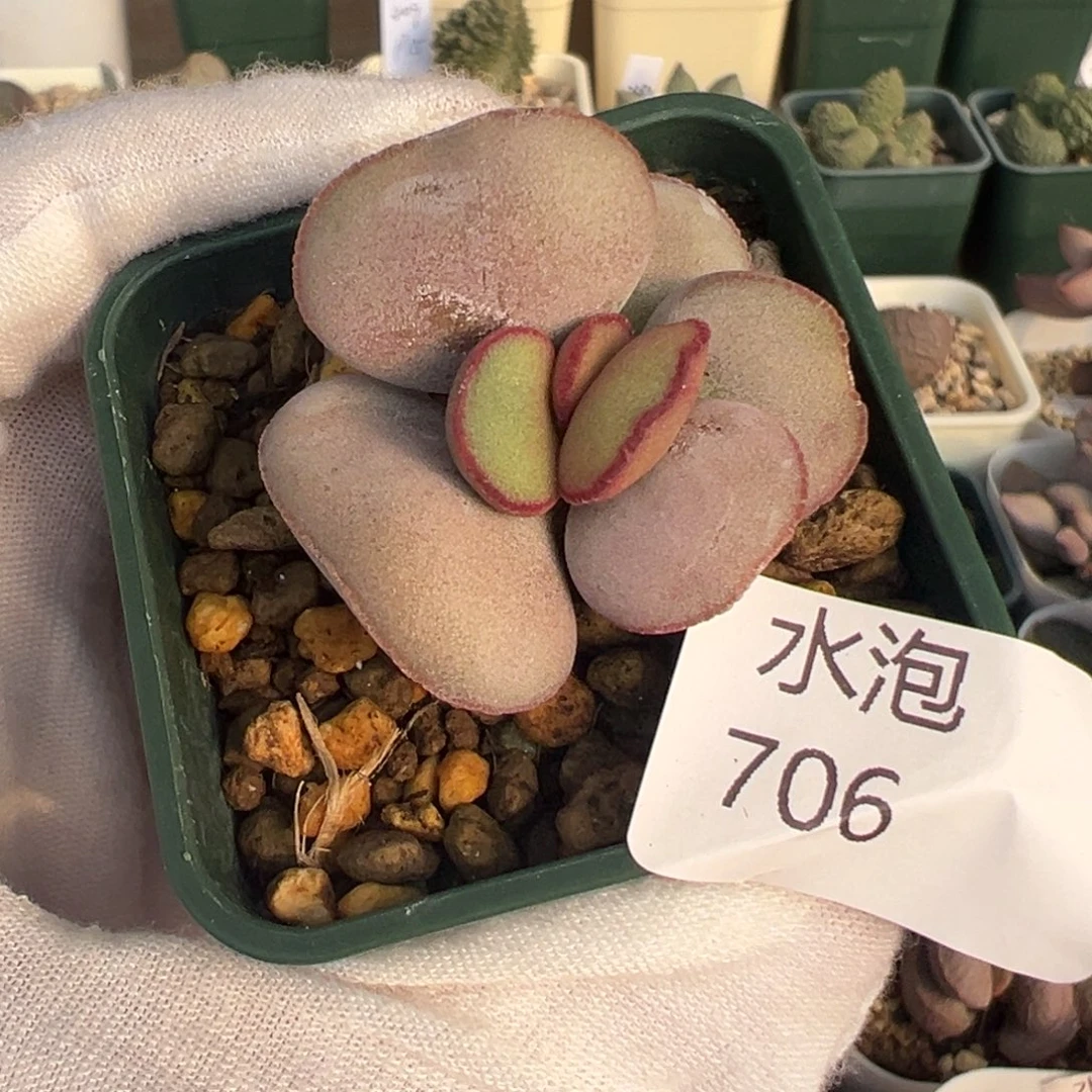 706红蛋一颗花朵型