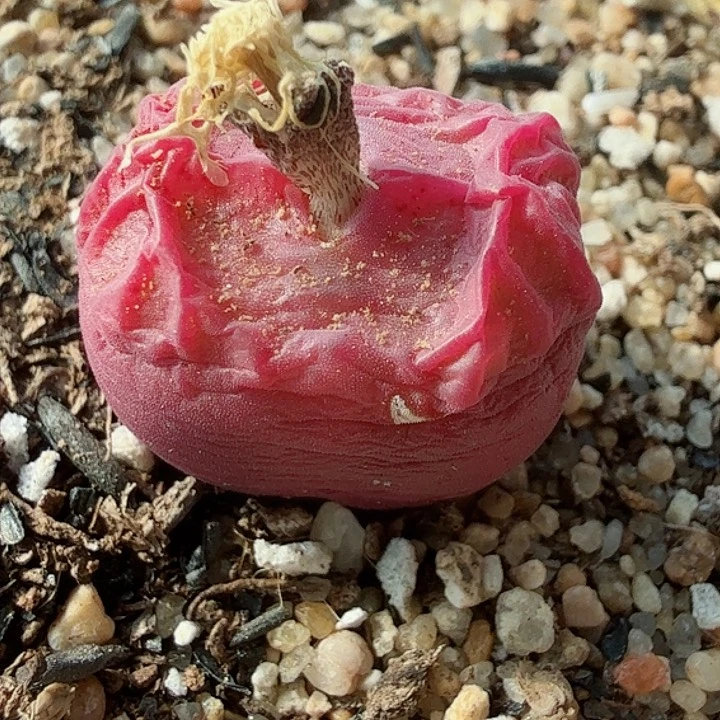 冰*檬多肉植物多肉植物577柠檬