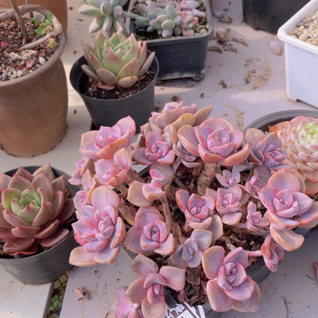 彩虹糖多肉植物30196