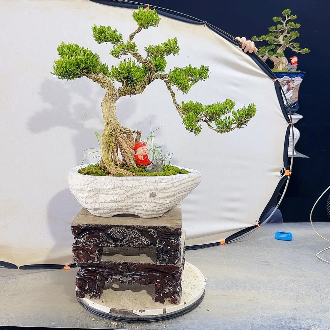 高端盆景艺术作品