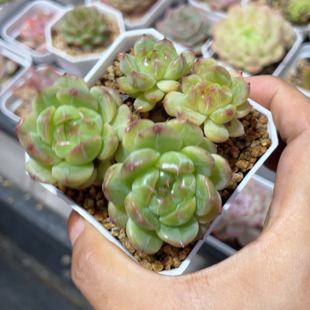 优选飘枝珍妮461