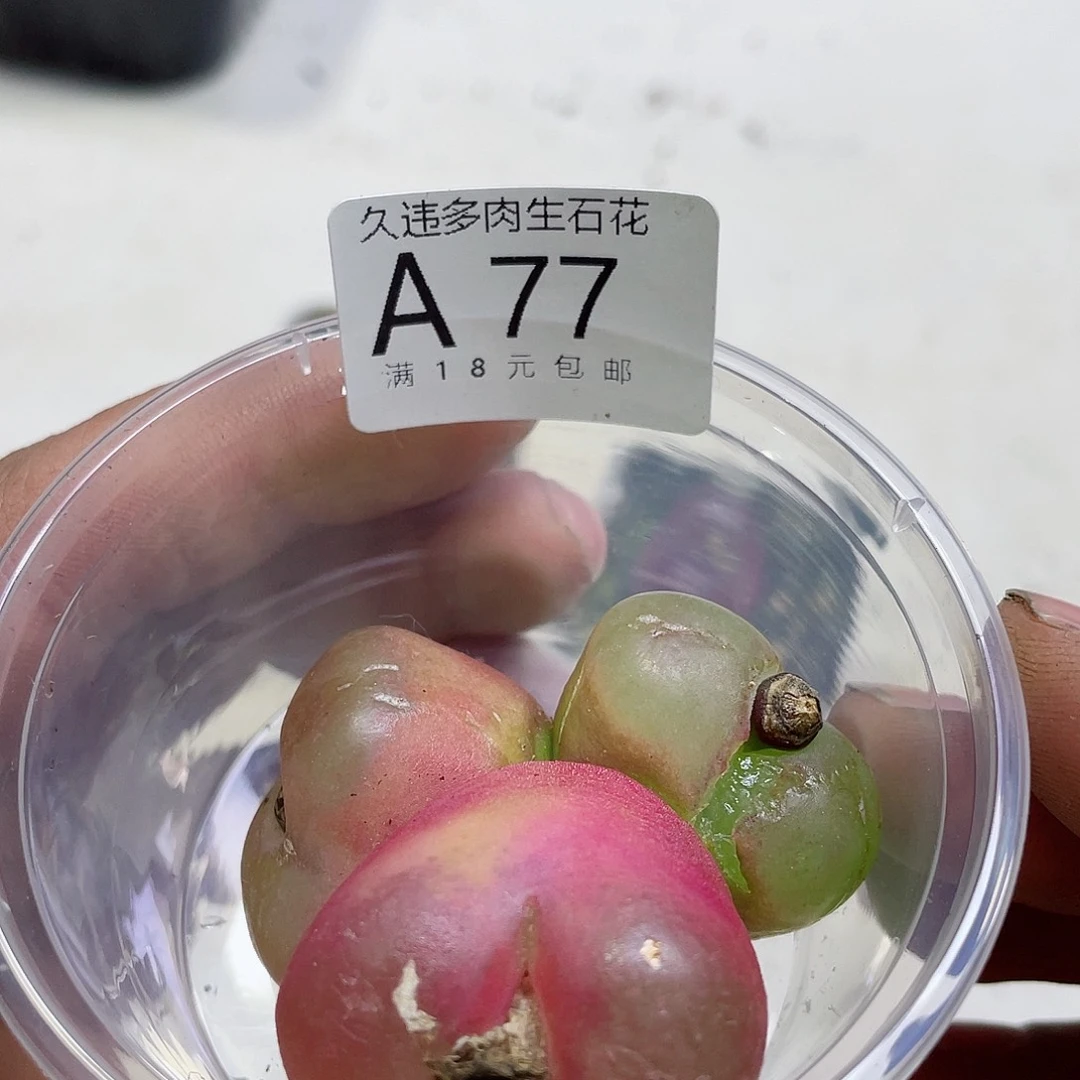 A77号很好看的呢