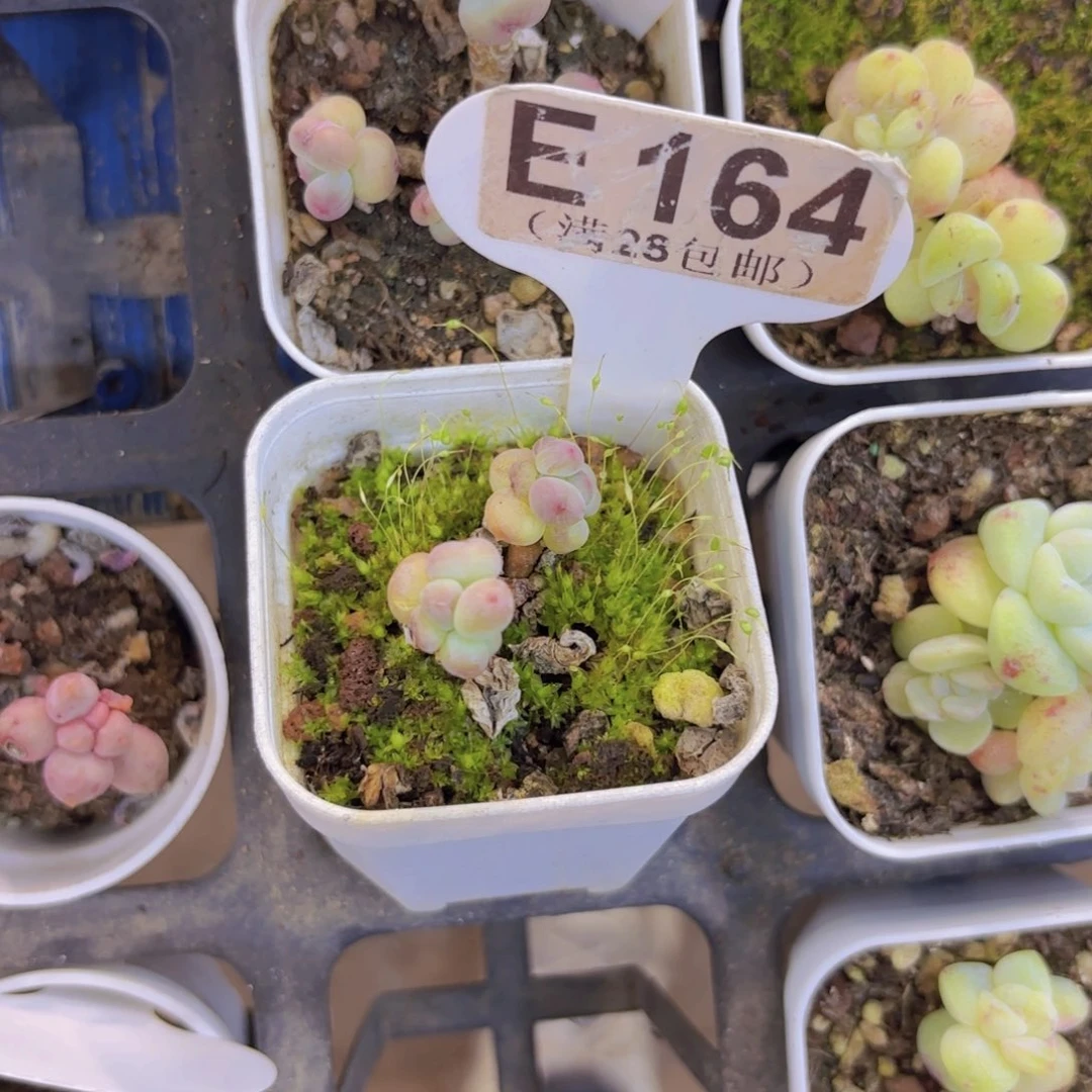 E164萤火虫一物一拍