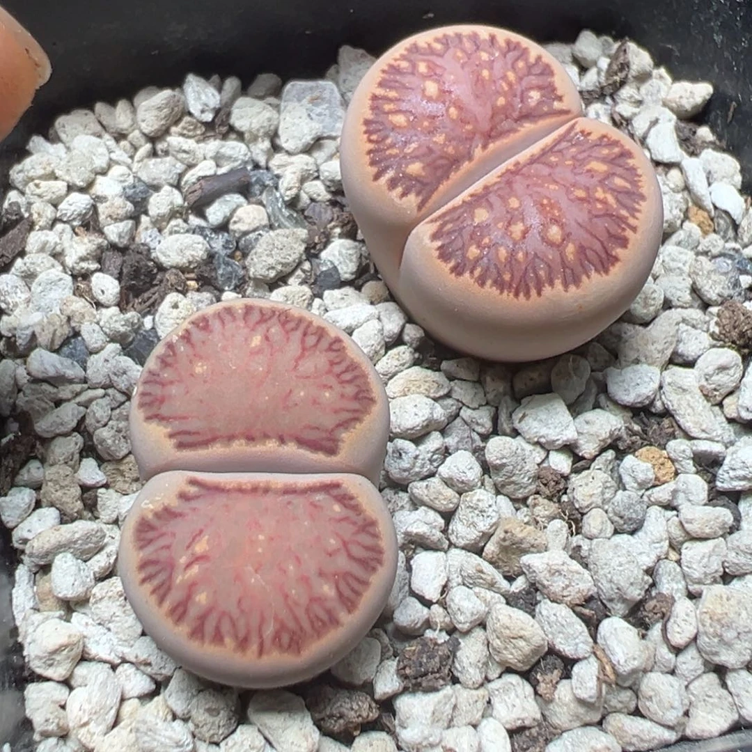 【闪购商品】 673.