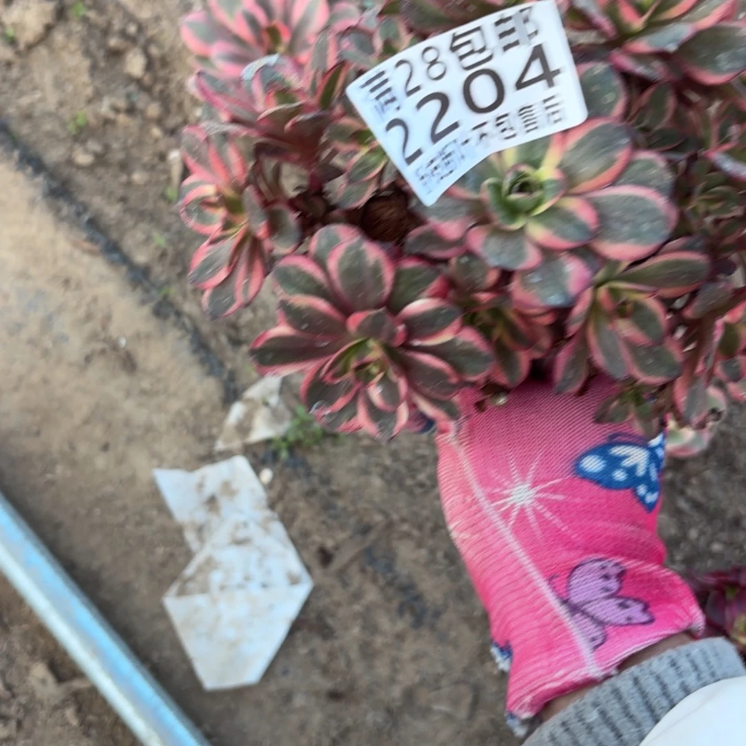 金***璐M. 2204玫瑰锦多肉1，bab