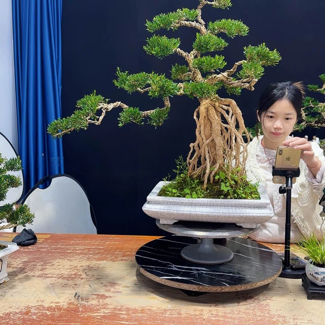 黄杨室内室外盆景