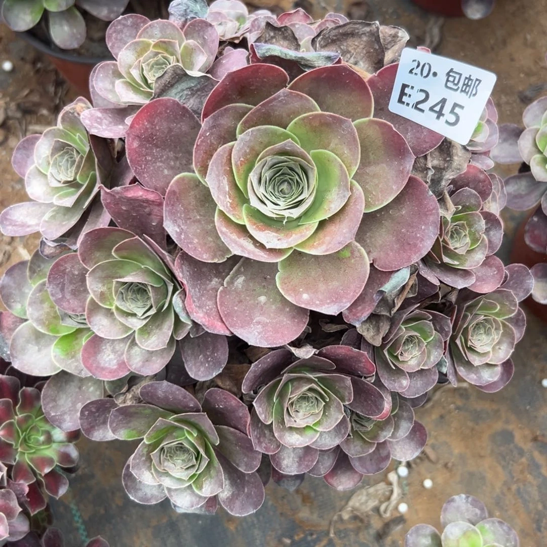 245魅金，多肉法师