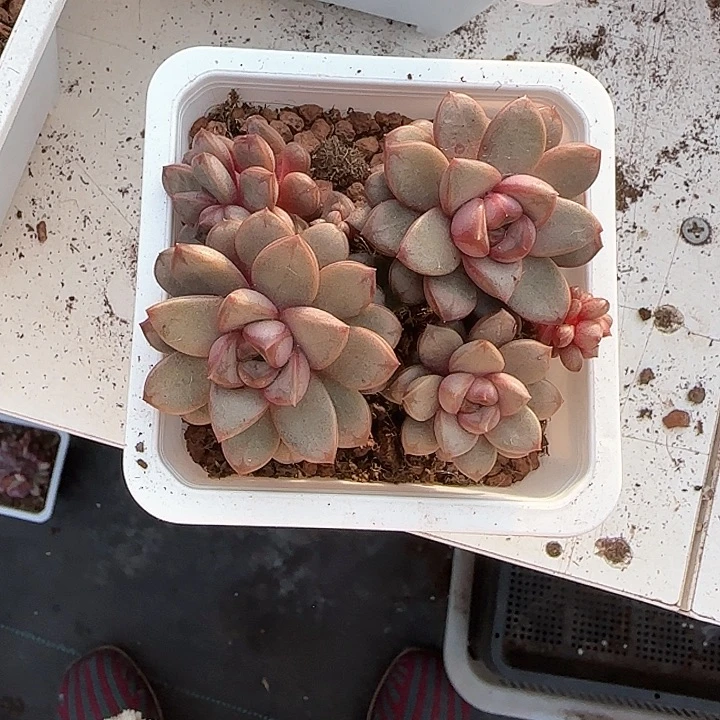 ⭐️****青蛙王子儿童洗发111