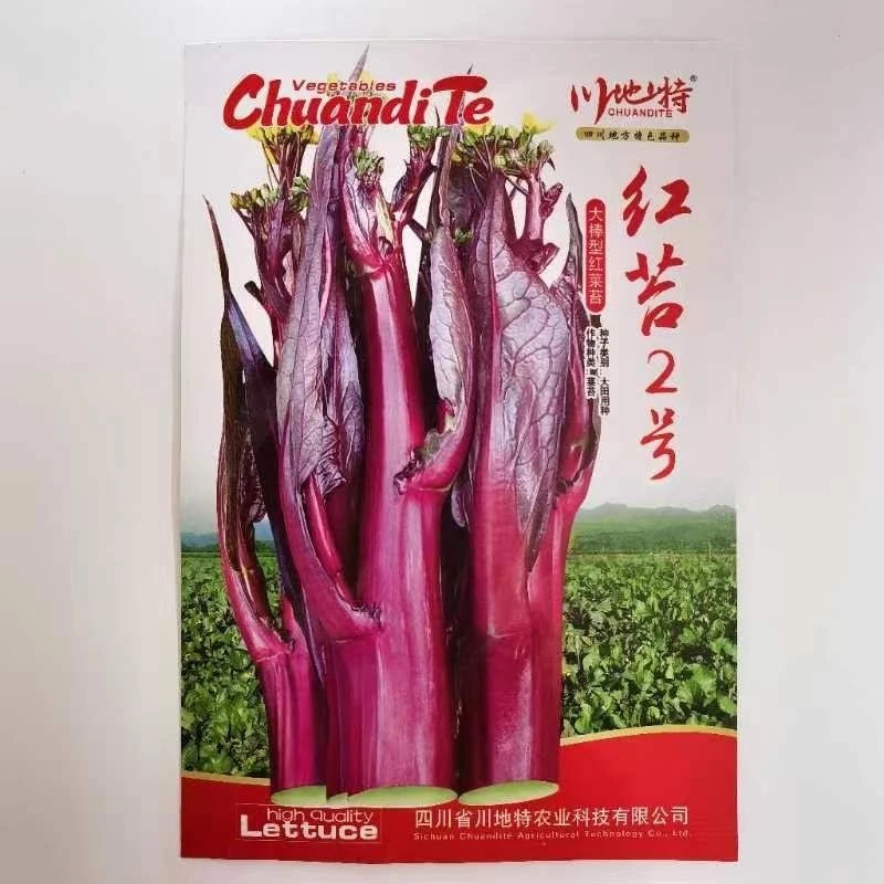 红菜苔种子耐寒抗冻适合家庭阳台庭院四季种植