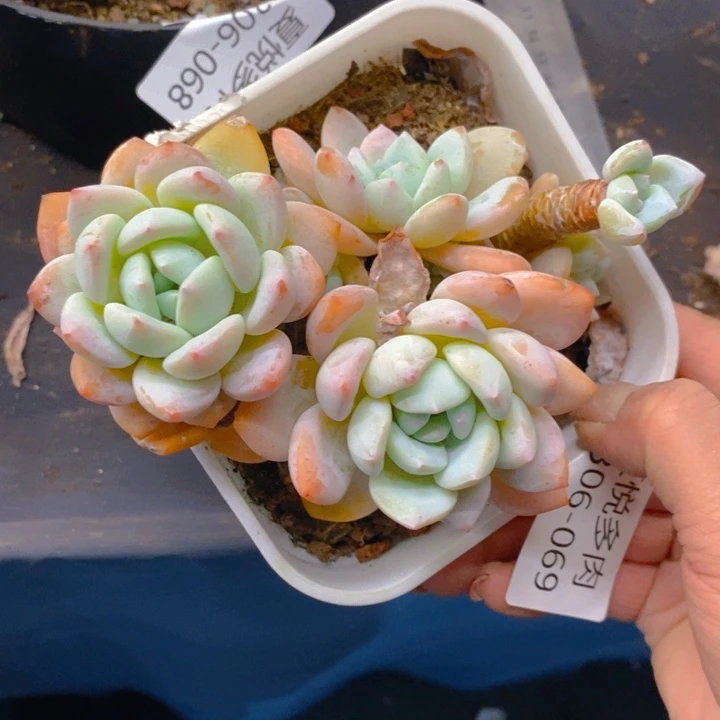 夏悦多肉0306-69冷香