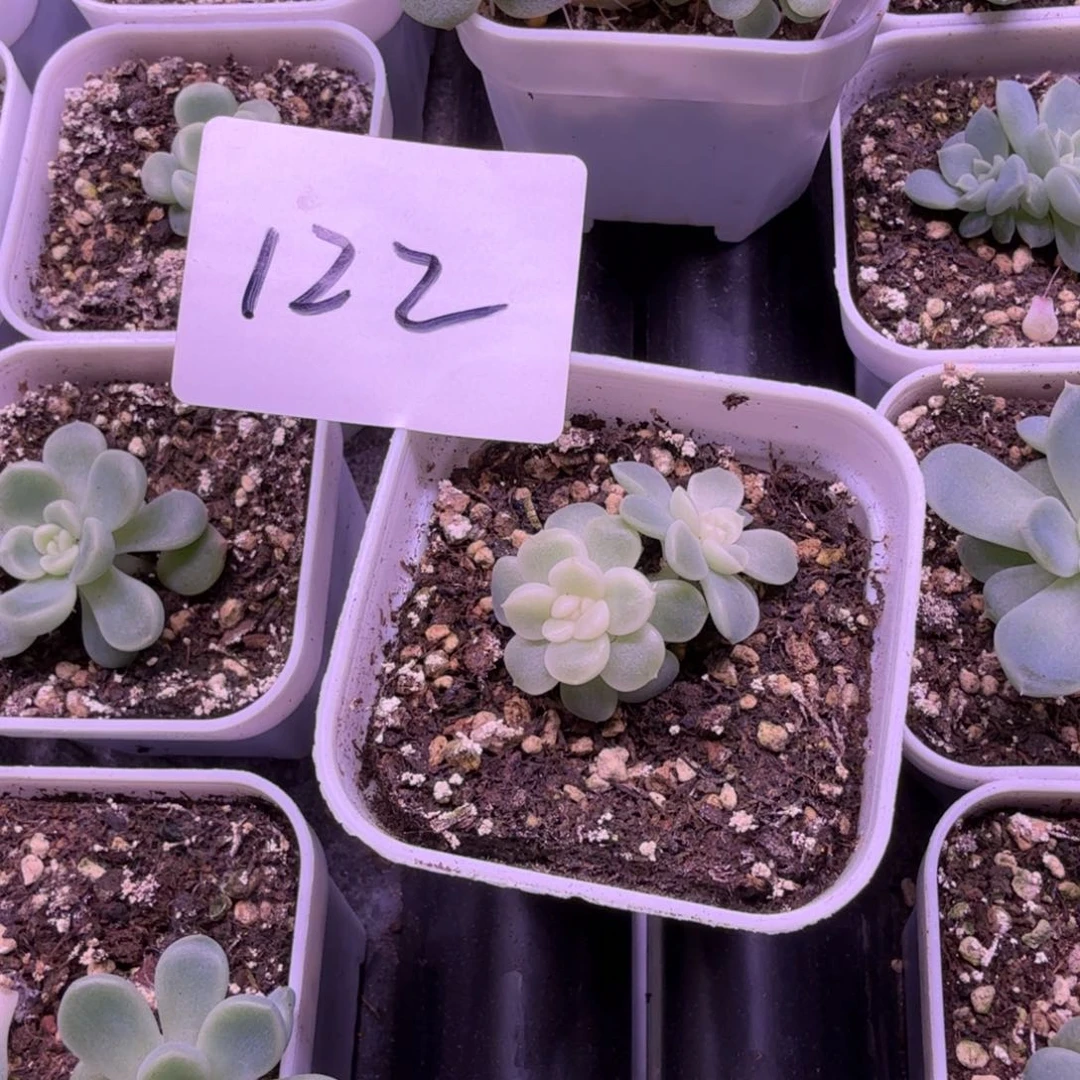 哎***喂纸鸢双头一物一拍122