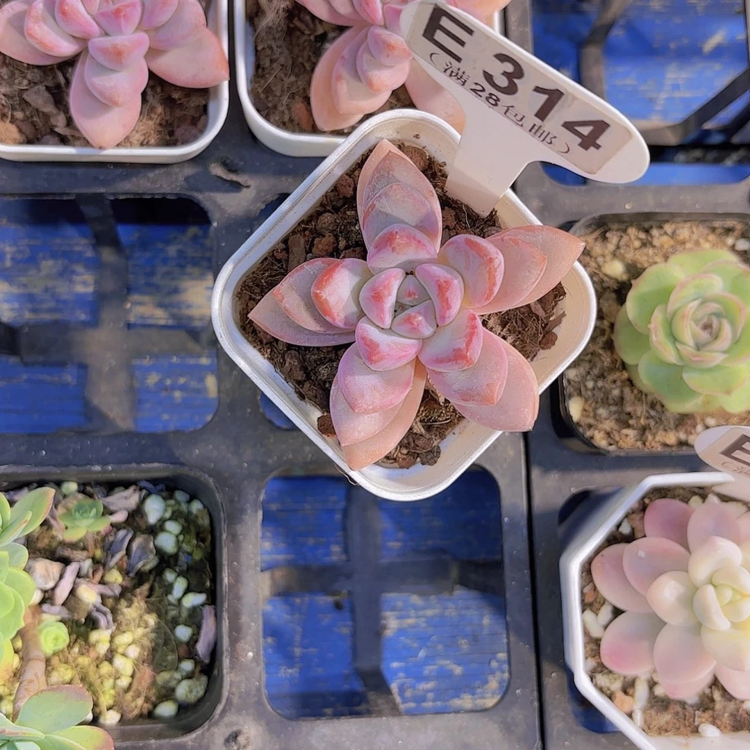 E314知否一物一拍