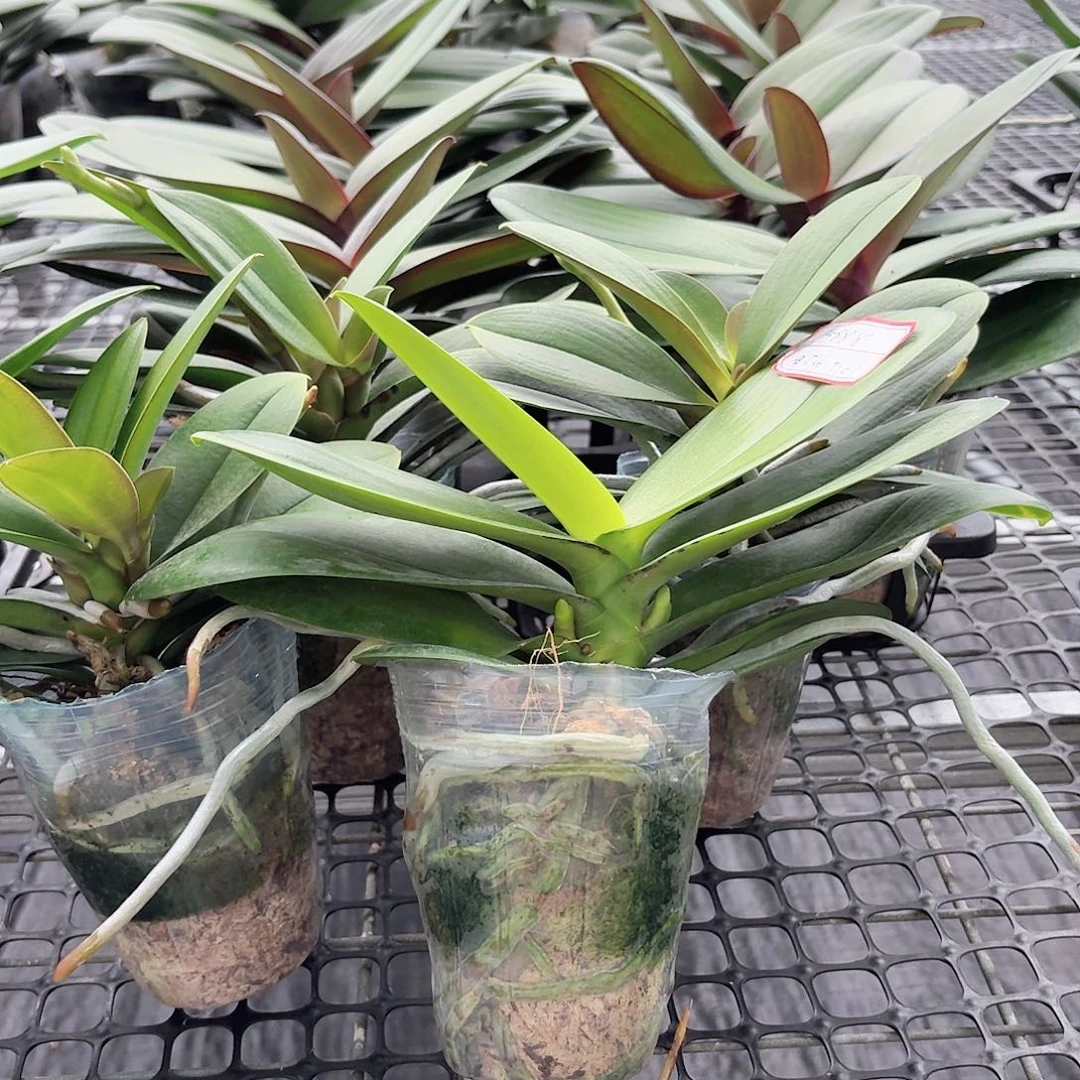 无花朵白天鹅小叶新品各一颗