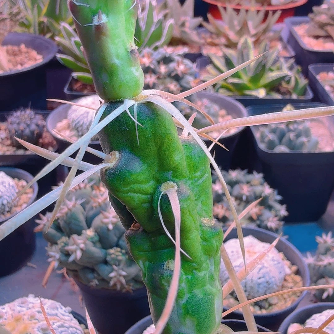 年***喜多肉植物多肉植物