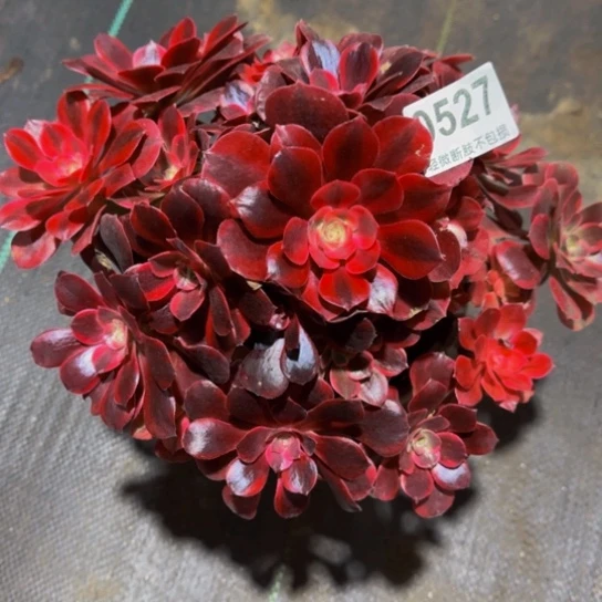 美杜莎05277777777开播福利