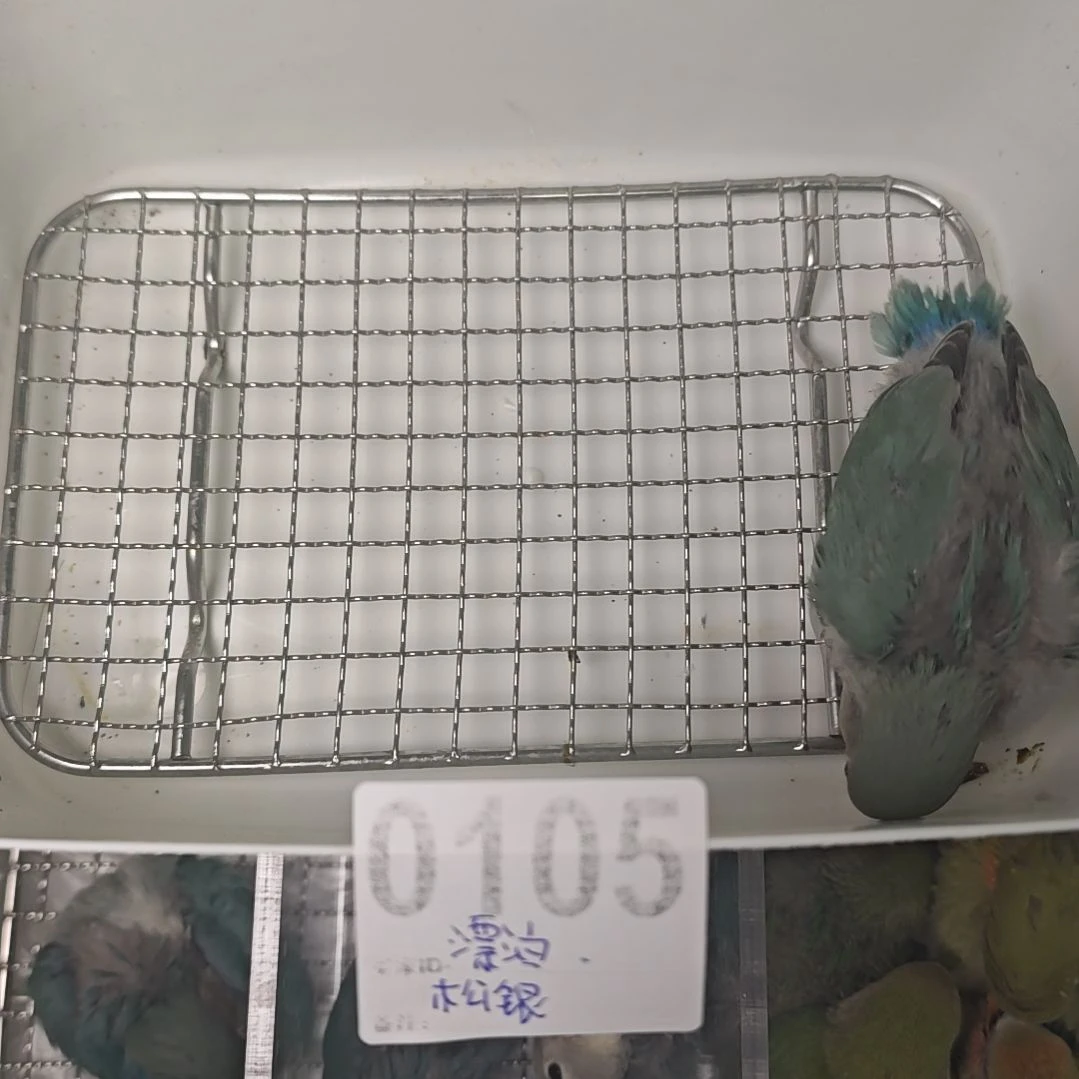 桃脸牡丹鹦鹉松银