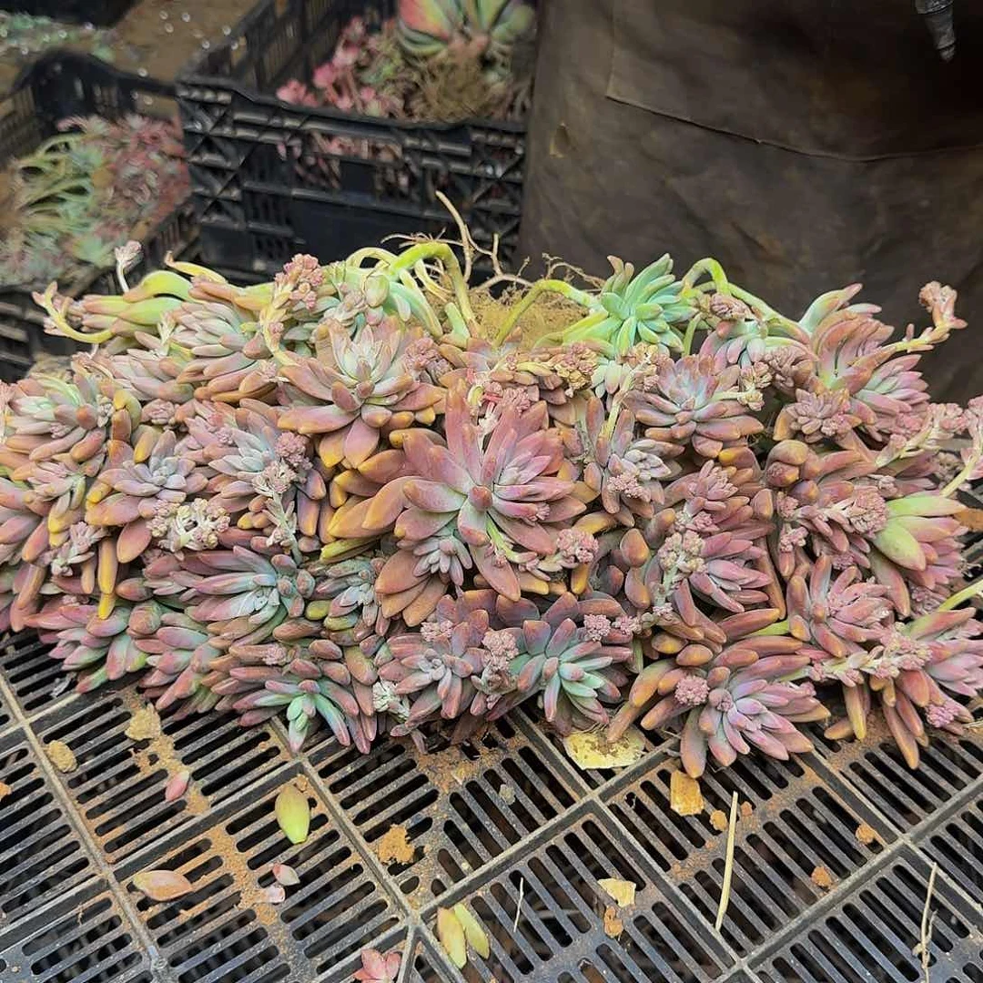 羽*秋丽 一颗 不包损1078