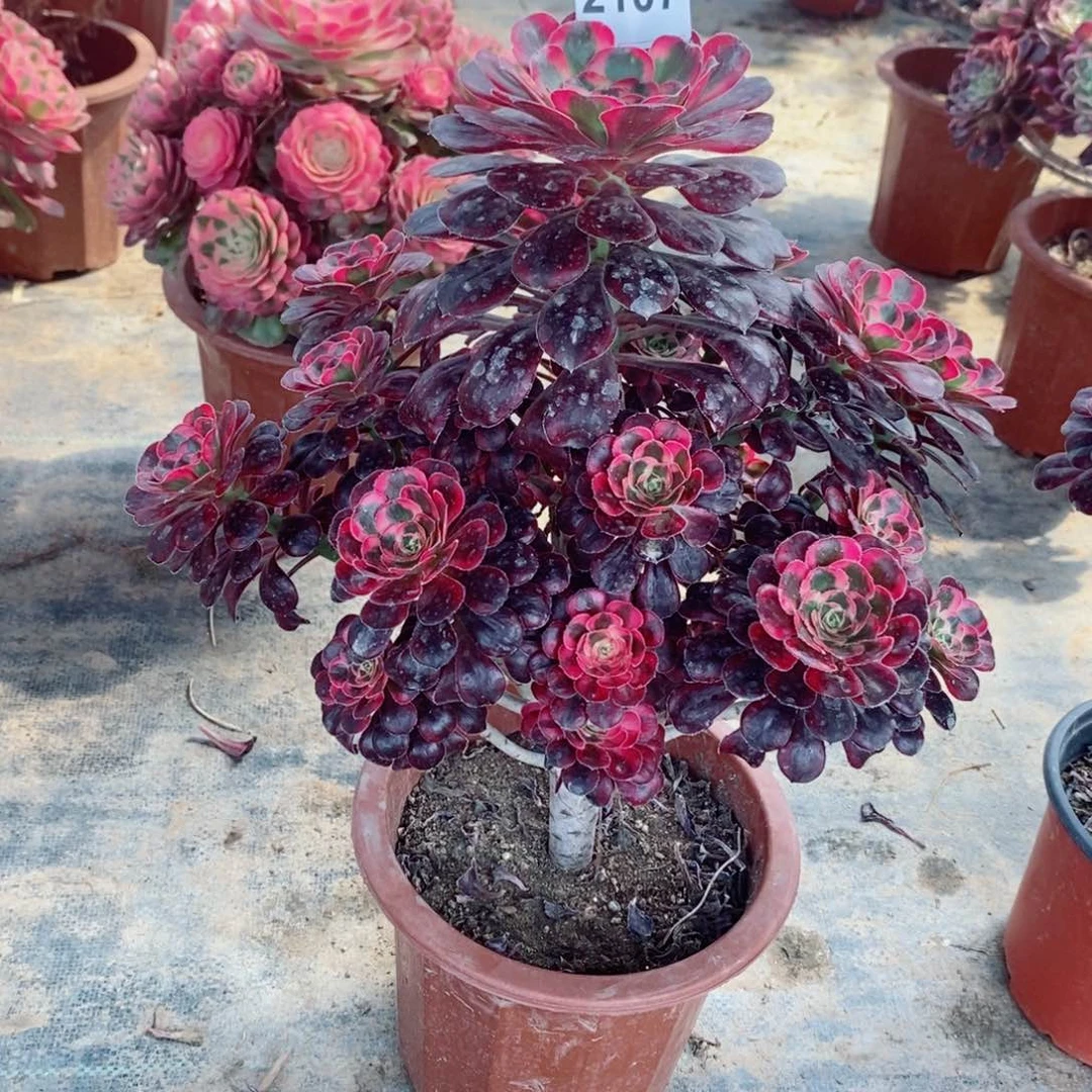 丽娜2107多肉1111