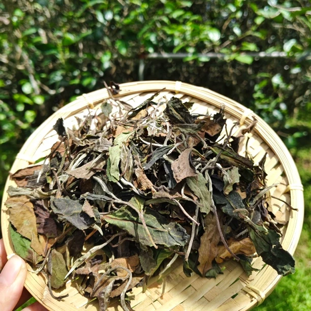 《2025年古树白茶头春》散茶