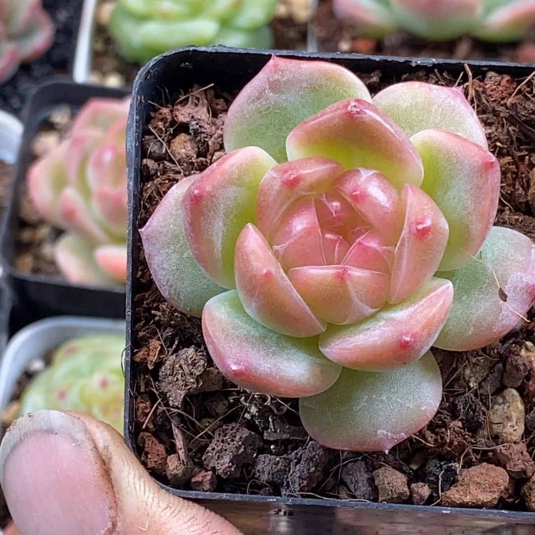 天官赐福把握机会