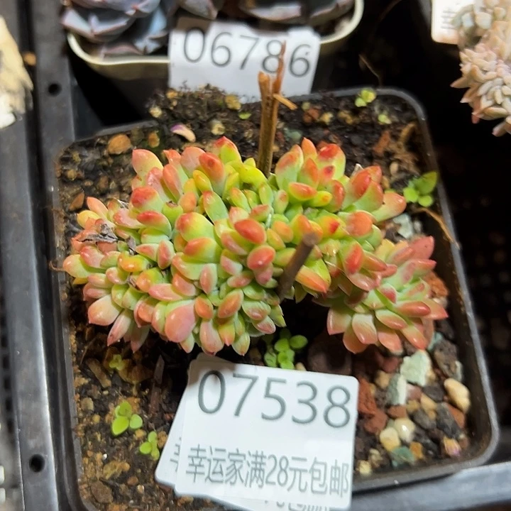 幸运的是我还在努力幸运