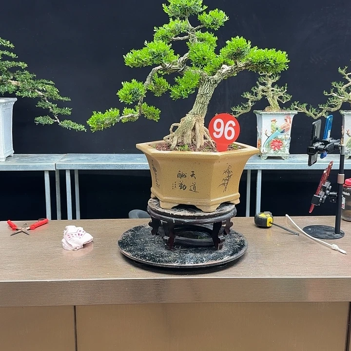 Y***1无花朵黄杨黄杨黄杨黄杨