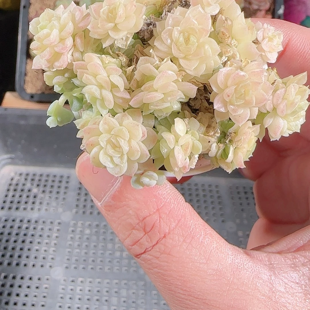 1125-147群生不包整