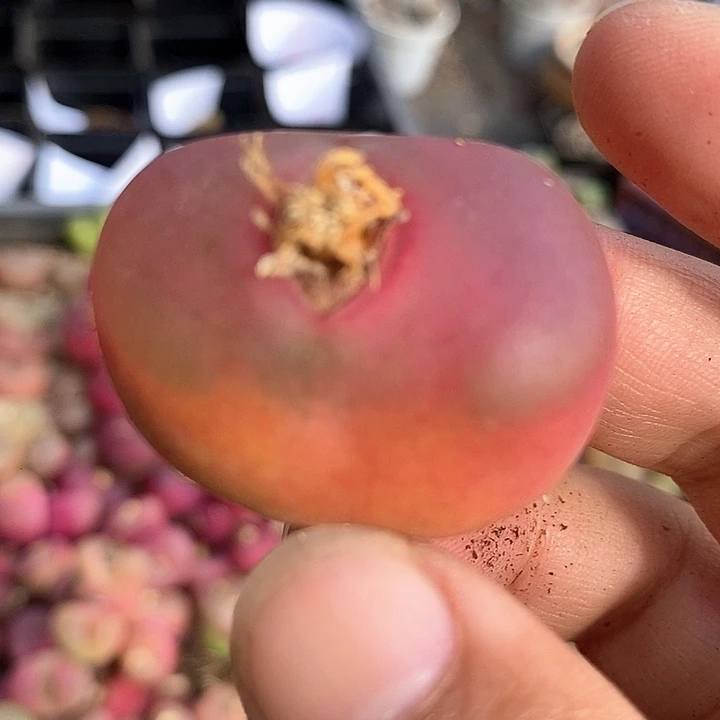 21511巨大      一颗