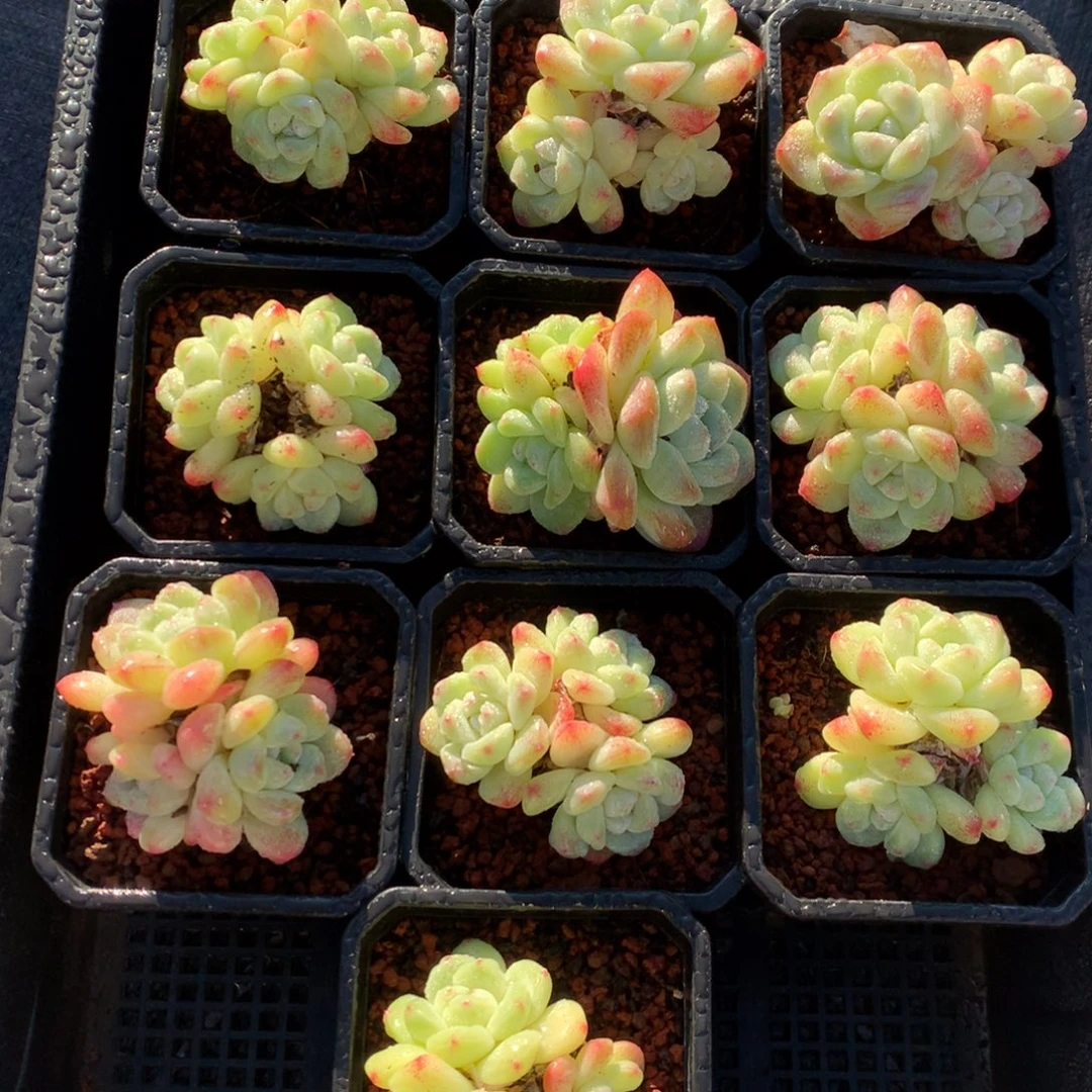 664号新疆西藏内蒙古不包邮的