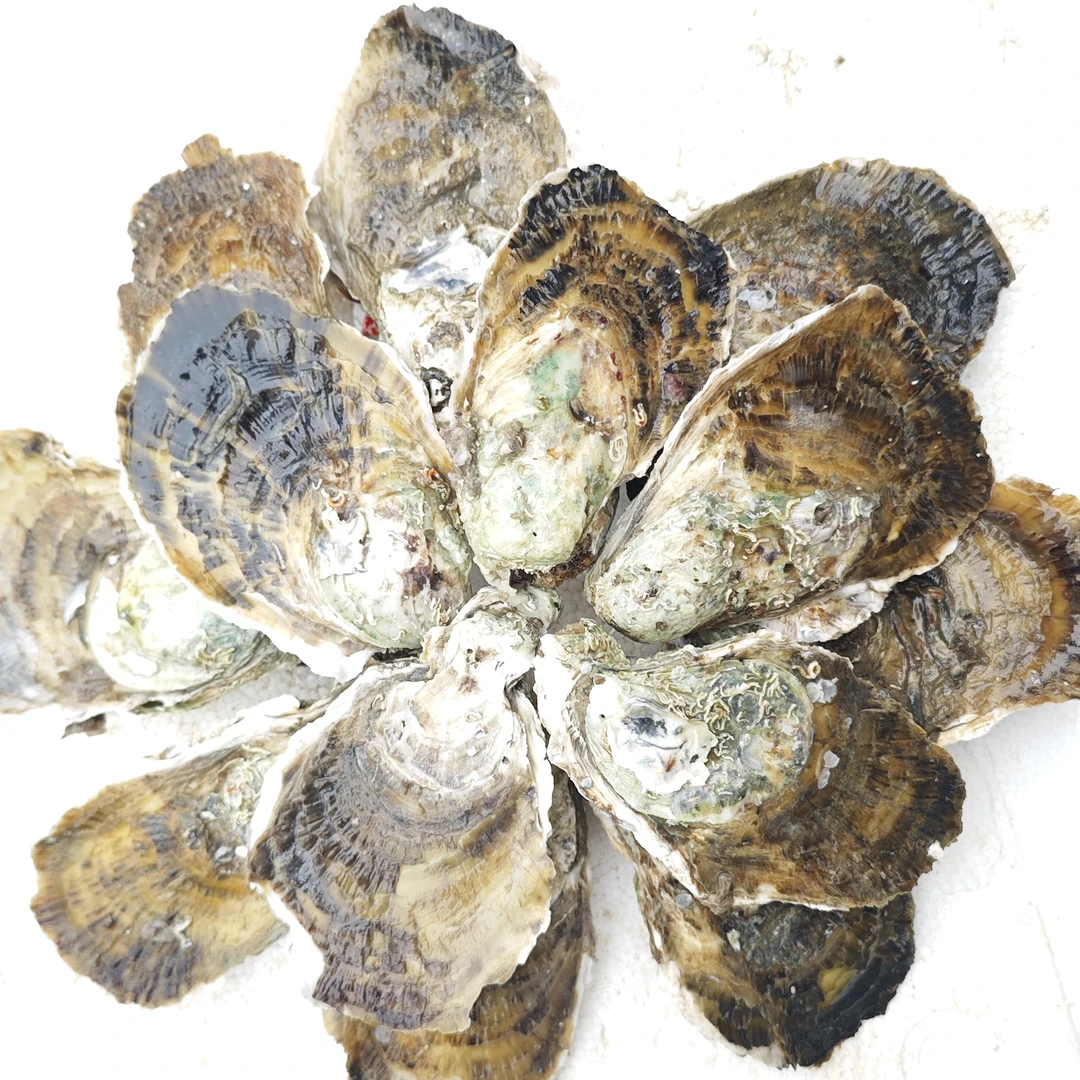 包邮【大蚝】买5斤送5斤广西北部湾本地白蚝