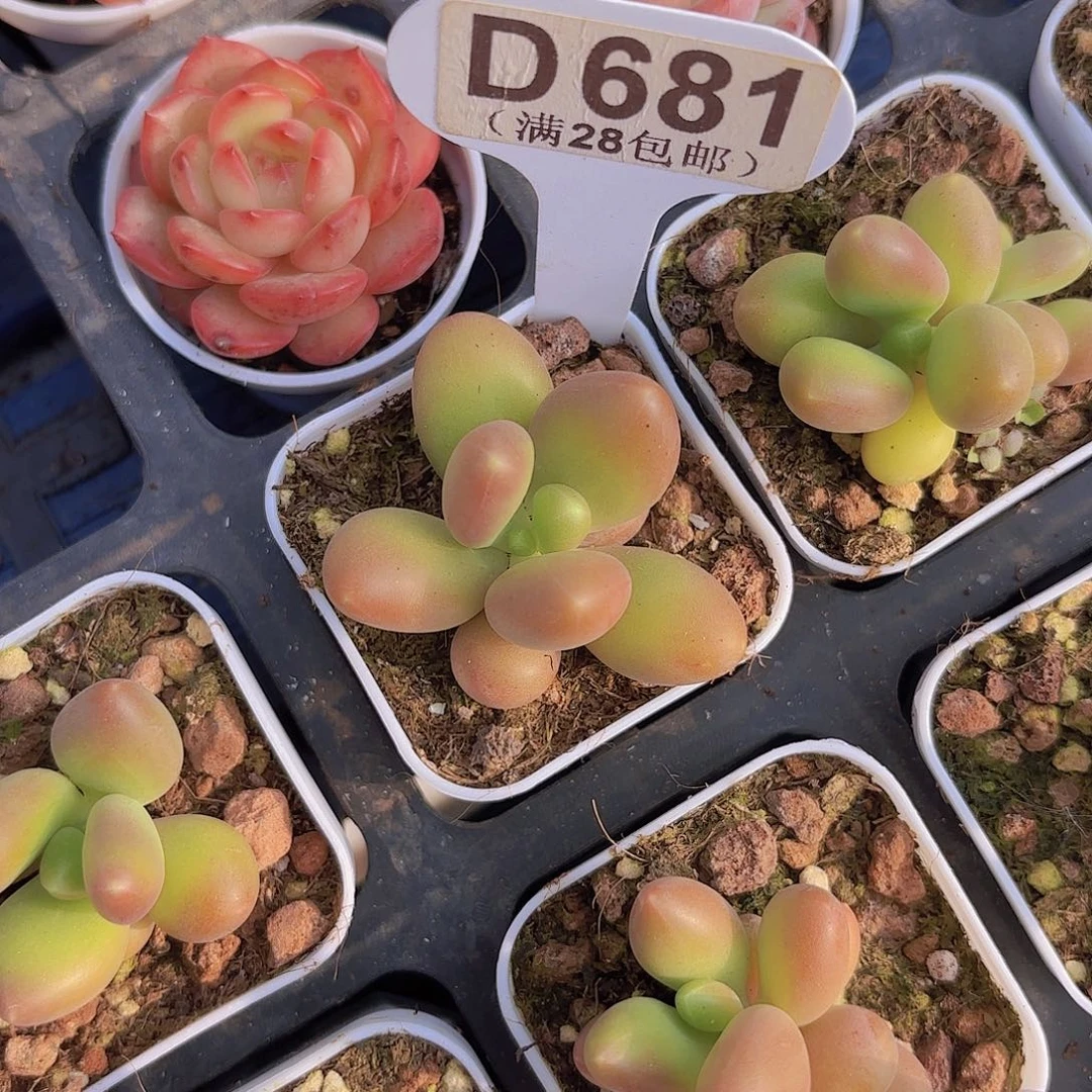 D681芒果奶一物一拍