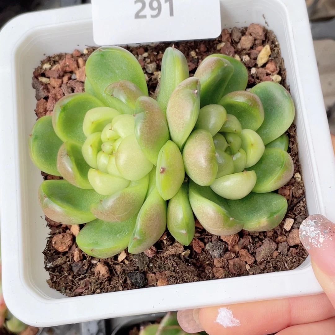 291号糖心冰心珍妮 莱拉珍妮