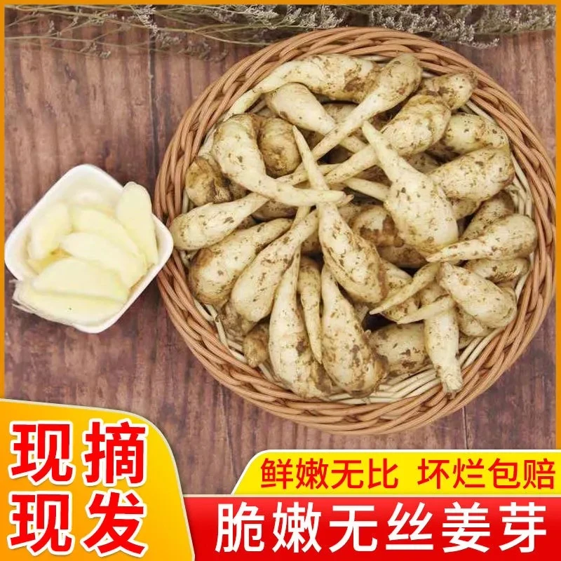 2025年新鲜无丝嫩姜芽子姜斤醋泡姜仔姜现挖嫩姜新鲜姜嫩泡菜姜芽