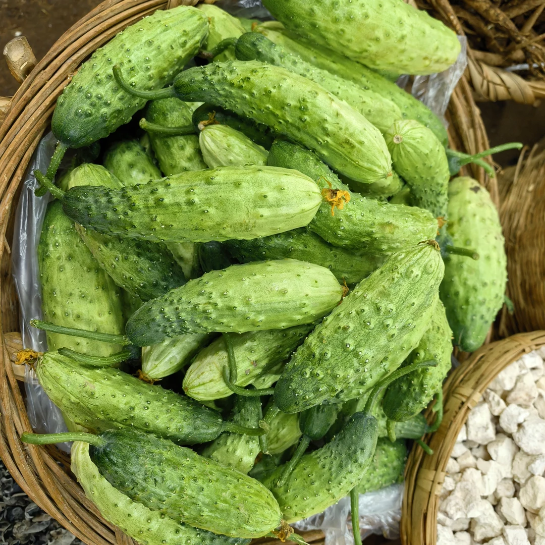 云南高山农户种植丑黄瓜