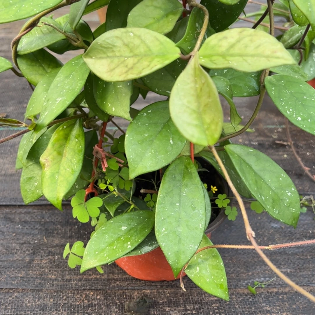 叶***莲无花朵绿叶红球兰