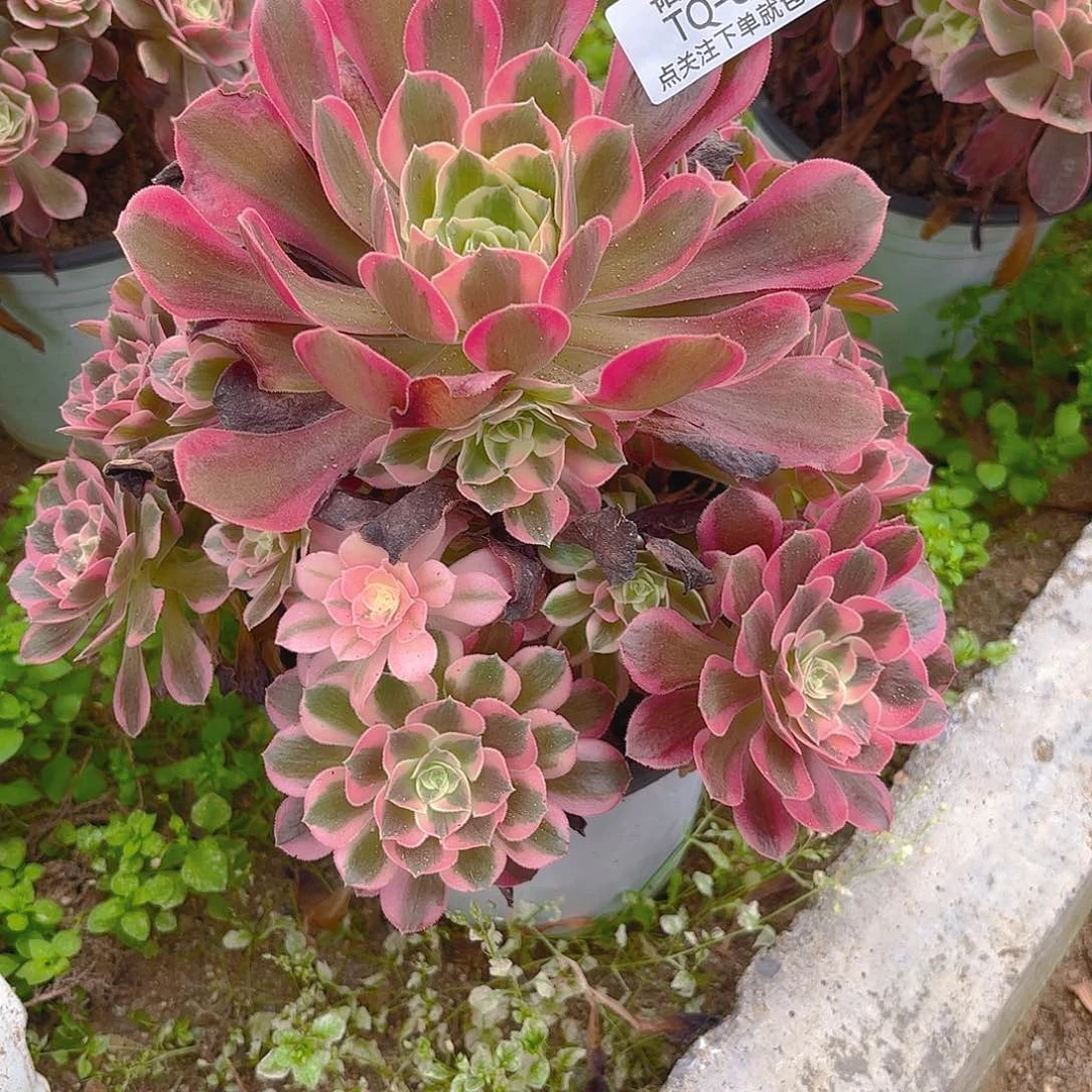 女郎多肉植物五号830