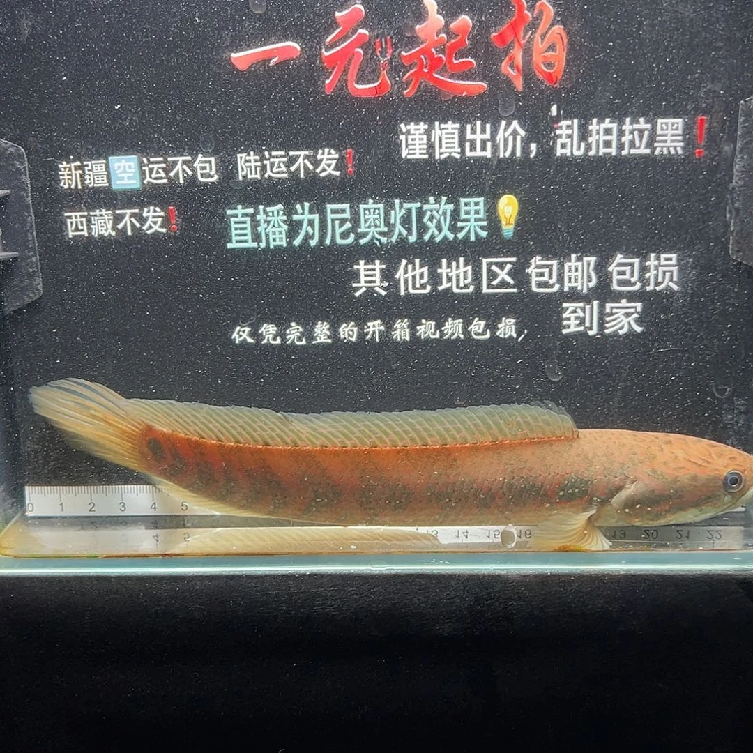 雷龙鱼七星雷龙七星雷龙