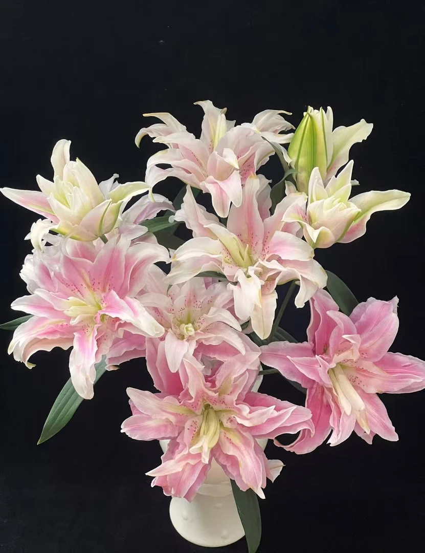【云上花卉】桃花妖重瓣百合任意两单升级顺丰冷链或德邦快递