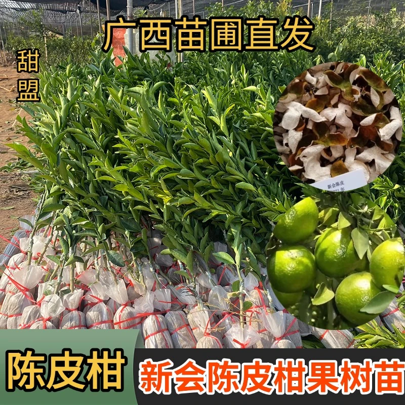 陈皮柑果树苗正宗嫁接新会陈皮柑树苗小青柑普茶制橘普洱茶嫁接苗