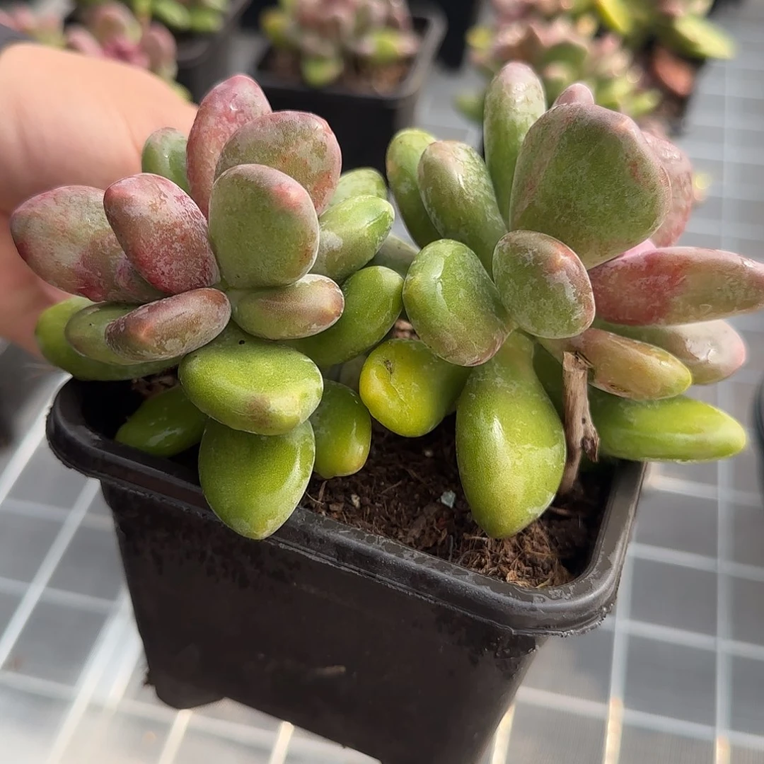 从前慢花园精选芒果奶