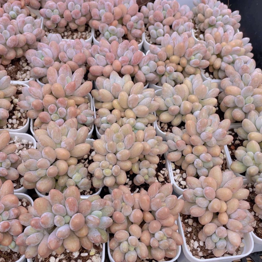 量拍42号 汤圆 粉色恋人小群生一个