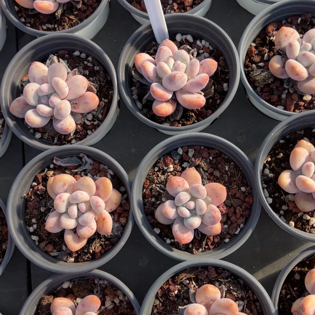 香水一颗叶片微瑕疵量拍多肉满20包邮下午发