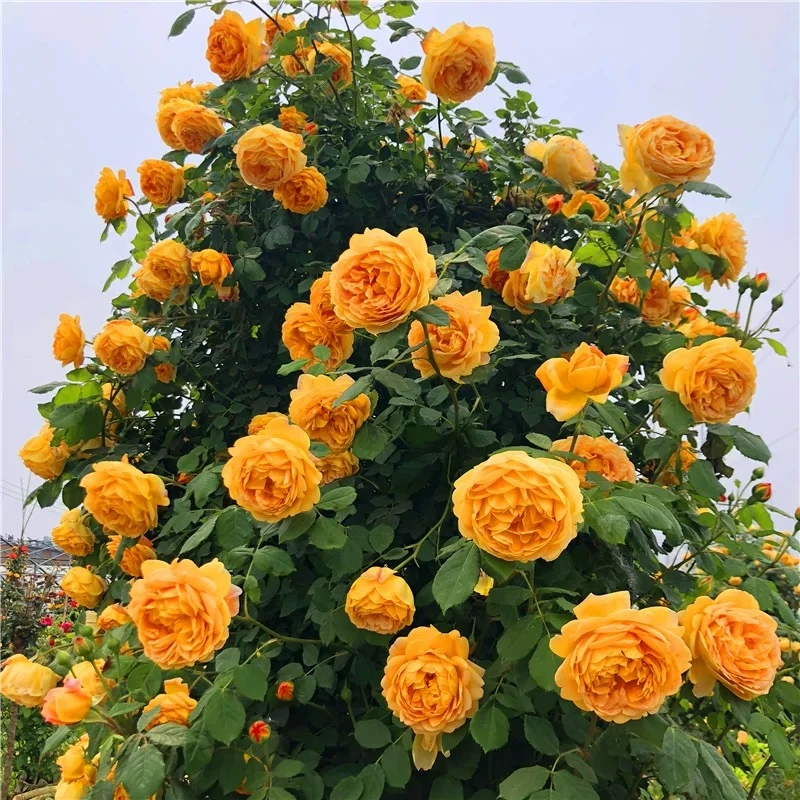 【黄金庆典-三颗包邮】香水制造机爬藤原盆原土大花浓香耐寒耐热