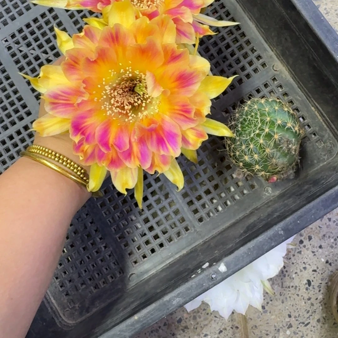 354丽花阳41歪无根侧牙5公分左右