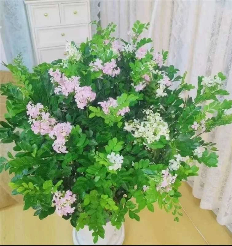 【50-60】九里香盆栽绿植盆栽浓香型客厅阳台室内外驱蚊驱虫植物