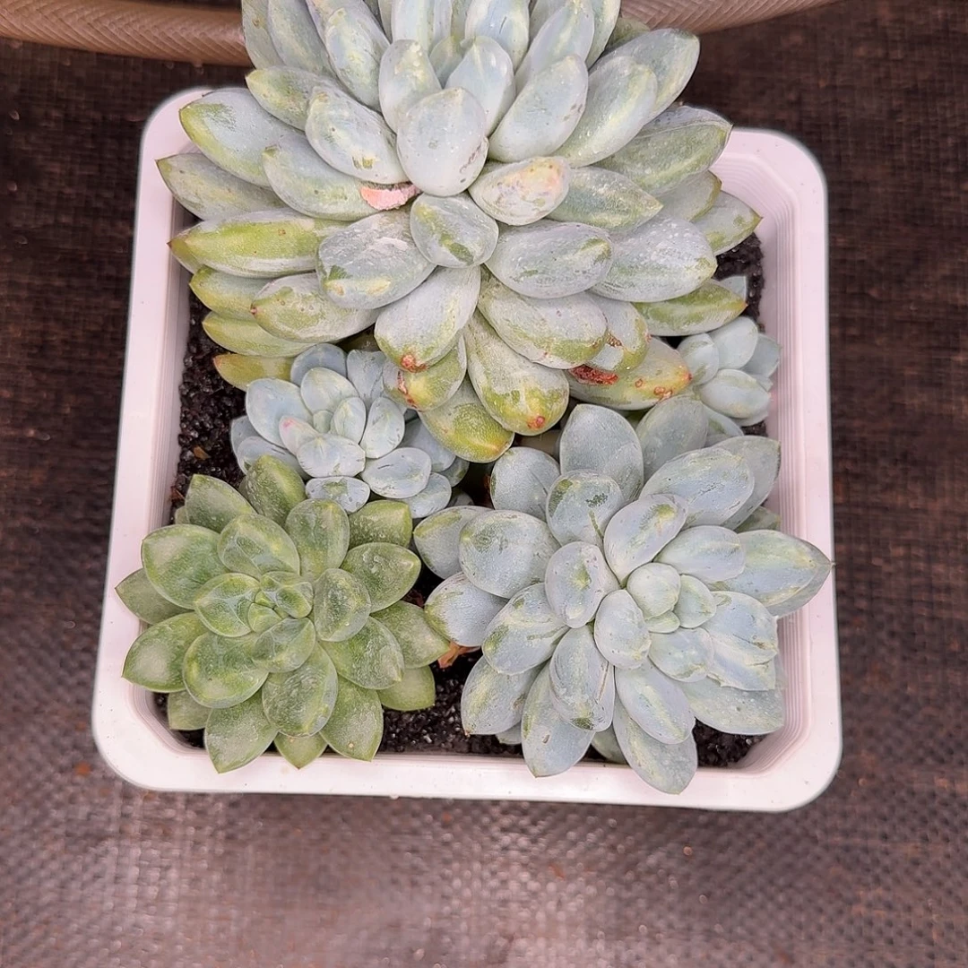 ****糖奶糖多肉植物寄养